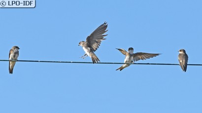 Hirondelle de rivage