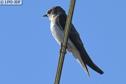 Hirondelle de rivage