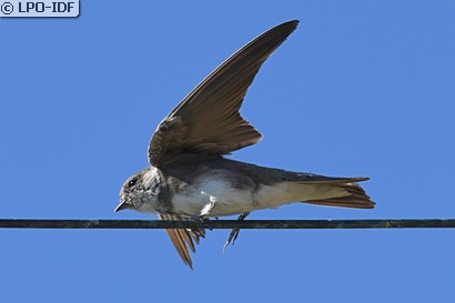 Hirondelle de rivage