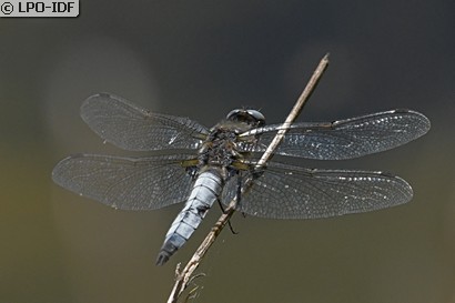 Libellule fauve