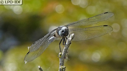 Libellule fauve