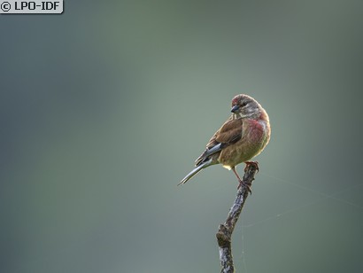Linotte mélodieuse