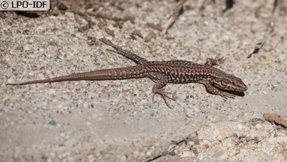 Lézard des murailles