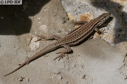 Lézard des murailles