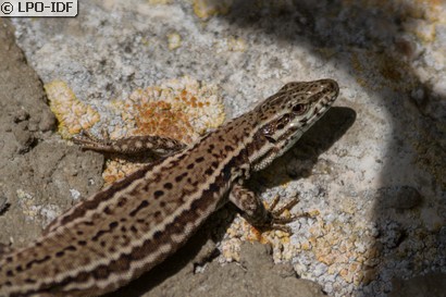 Lézard des murailles