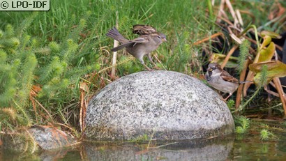 Moineau domestique