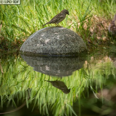 Moineau domestique