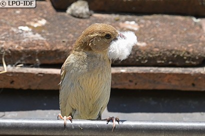 Moineau domestique