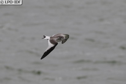 Mouette de Sabine