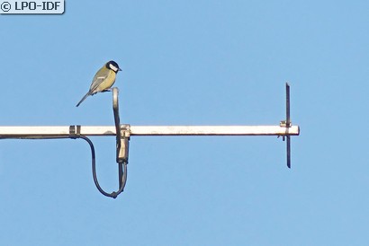 Mésange charbonnière