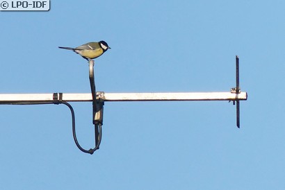 Mésange charbonnière