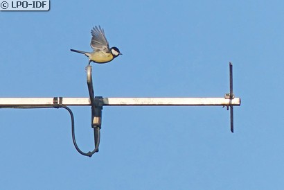 Mésange charbonnière