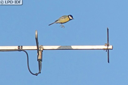 Mésange charbonnière