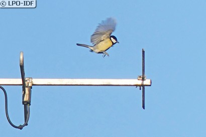 Mésange charbonnière