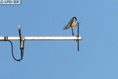 Mésange charbonnière