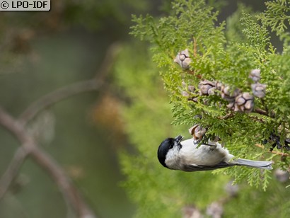 Mésange nonnette