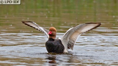 Nette rousse