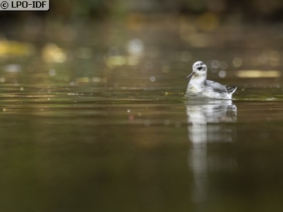 Phalarope à bec large