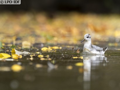 Phalarope à bec large