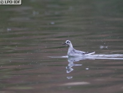 Phalarope à bec large