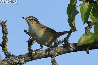 Phragmite des joncs