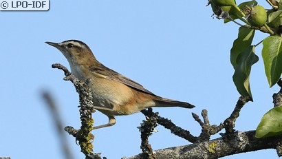 Phragmite des joncs