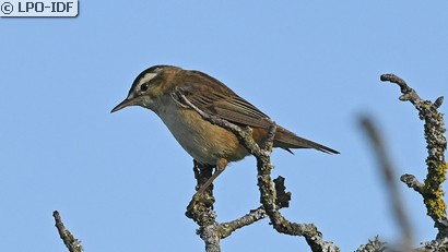 Phragmite des joncs