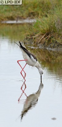 Échasse blanche