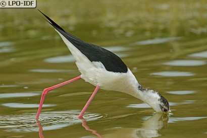 Échasse blanche