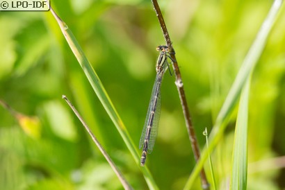 Agrion porte-coupe