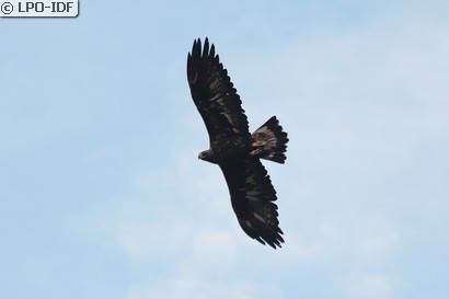 Aigle royal
