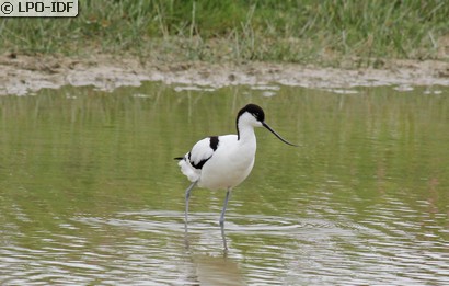 Avocette élégante