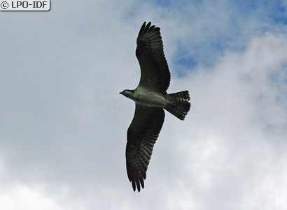 Balbuzard pêcheur