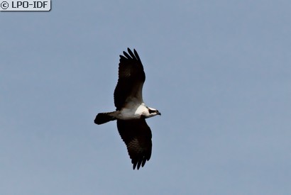 Balbuzard pêcheur