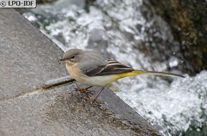 Bergeronnette des ruisseaux