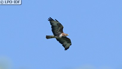 Buse variable