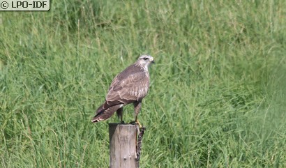 Buse variable