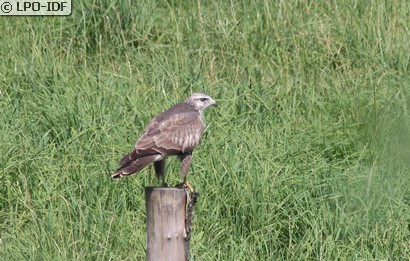 Buse variable