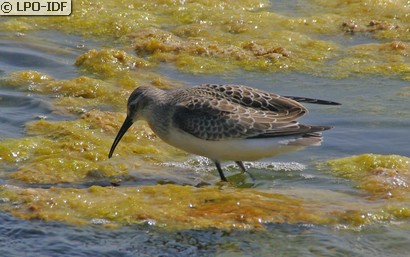 Bécasseau variable