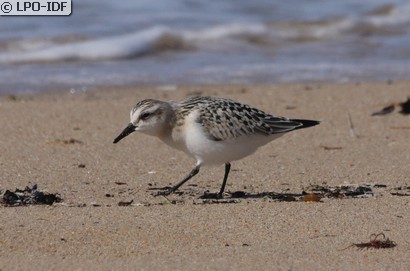 Bécasseau sanderling