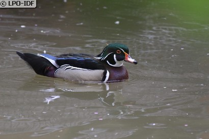 Canard carolin