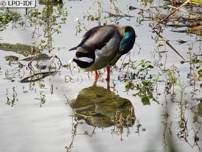 Canard colvert