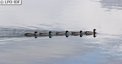 Canard colvert