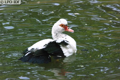 Canard de Barbarie