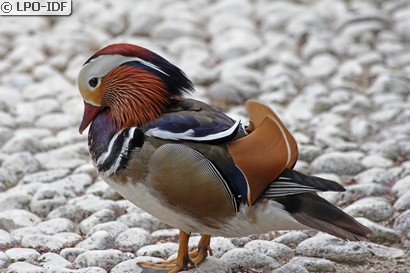Canard mandarin