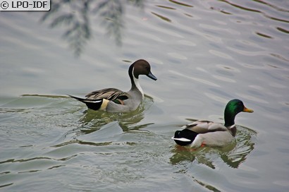 Canard pilet