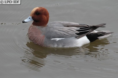 Canard siffleur