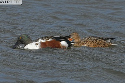 Canard souchet