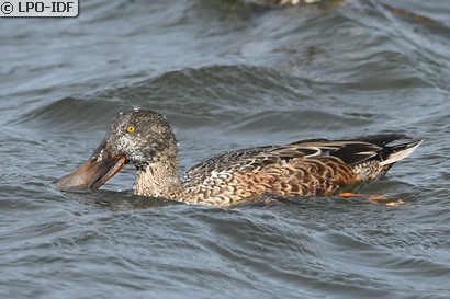 Canard souchet