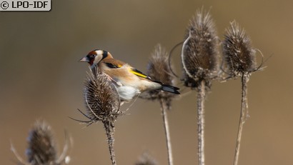 Chardonneret élégant